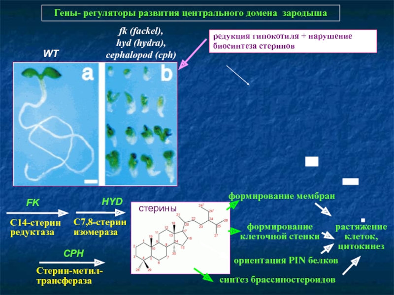 Кракен даркнет